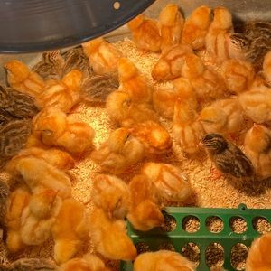 Meet your Posher, Lexie